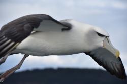 Black browed albatross: A black browed albatross flying close by, Stewart Island.